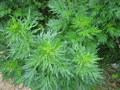 Artemisia volgare: proprietà, impieghi e controindicazioni