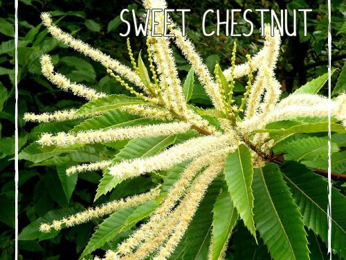 Fiore di Bach n. 30 (Sweet Chestnut): quando si avverte solo disperazione