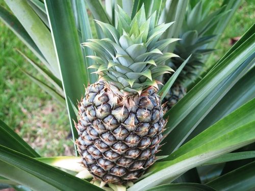 Ananas: cenni botanici, proprietà, benefici e controindicazioni