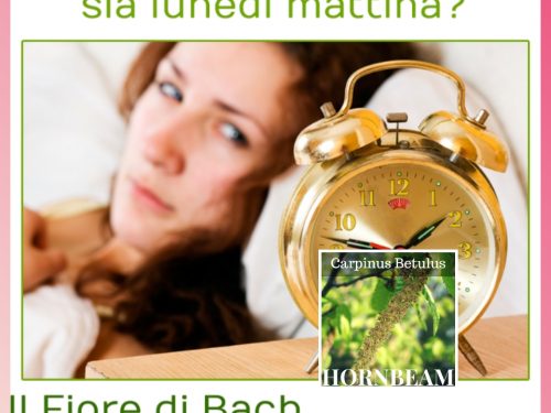 Fiore di Bach n. 17 (Hornbeam): quando lo stress della routine ci esaurisce.