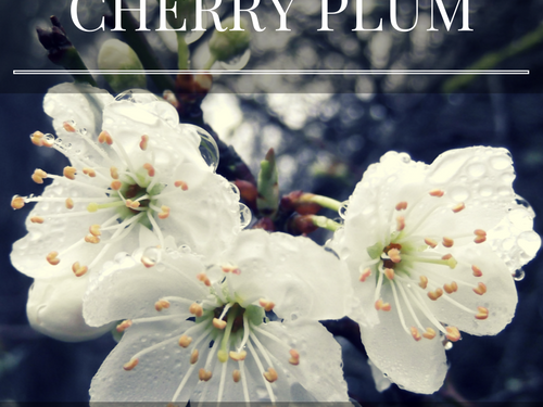 Tutto sul Fiore di Bach Cherry Plum – Proprietà e benefici