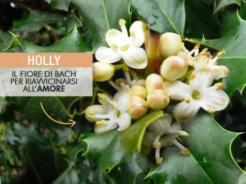 Fiore di Bach Holly: il rimedio floreale per i gelosi e gli insicuri