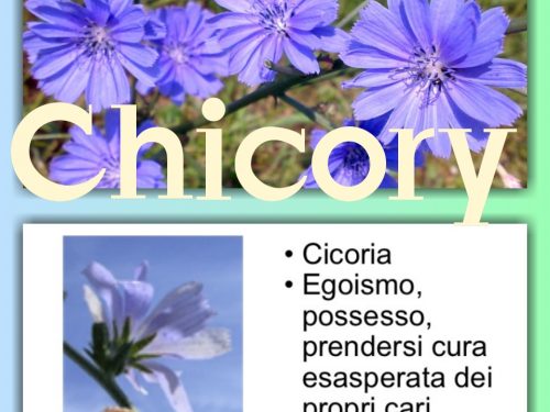 Fiore di Bach Chicory: quando l’amore è condizionato e manipolatore