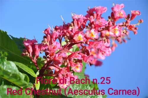Fiore di Bach n. 25 (Red Chestnut): quando ci si preoccupa eccessivamente del bene delle persone care