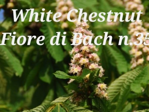 Fiore di Bach White Chestnut: quando la mente è invasa da pensieri indesiderati
