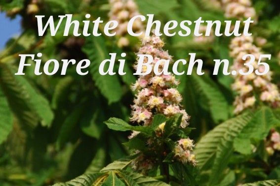 Fiore di Bach White Chestnut: quando si è vittime dei propri pensieri
