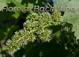 Fiore di Bach Vine: quando si vuole comandare, peccando di ambizione