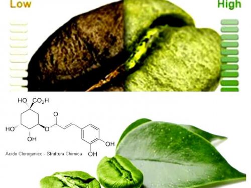 Acido clorogenico: tutte le proprietà di un ottimo antiossidante