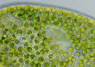 L’alga chlorella: un aiuto per disintossicarsi dai metalli pesanti
