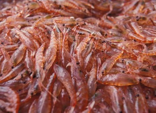 L’olio di Krill: ricca fonte di omega 3 ad alto valore biologico