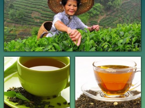Tè nero e tè verde: due infusi ricchi di proprietà benefiche