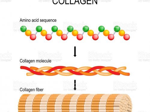 Collagene: definizione, proprietà, funzioni e impieghi