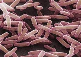 Il Lactobacillo sporogenes: il re dei probiotici – Benefici per la salute