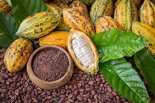 Cacao: cenni botanici, proprietà e benefici per la salute