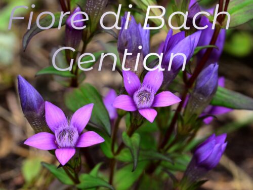 Fiore di Bach Gentian: quando lo sconforto prende il sopravvento