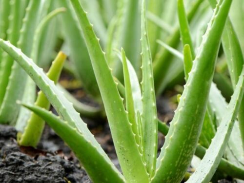 Aloe vera:  cenni botanici, proprietà, benefici, usi e controindicazioni