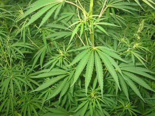 Cannabis: proprietà, impieghi e controindicazioni