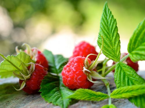 Rubus ideaus:  un efficace rimedio contro la sindrome premestruale