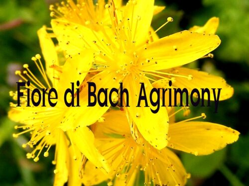Fiore di Bach Agrimony: quando l’angoscia si cela dietro una maschera